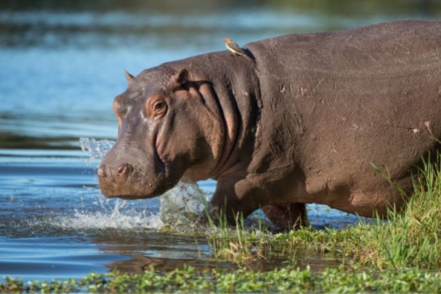 Entenda o significado de sonhar com hipopótamo